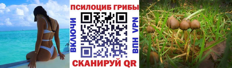 Купить  Гусиноозёрск  Галлюциногенные грибы Psilocybine cubensis 